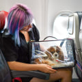 Traveling with Pets by Air: What You Need to Know
