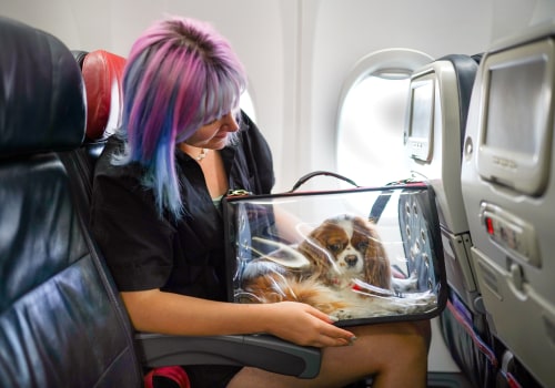 Traveling with Pets by Air: What You Need to Know